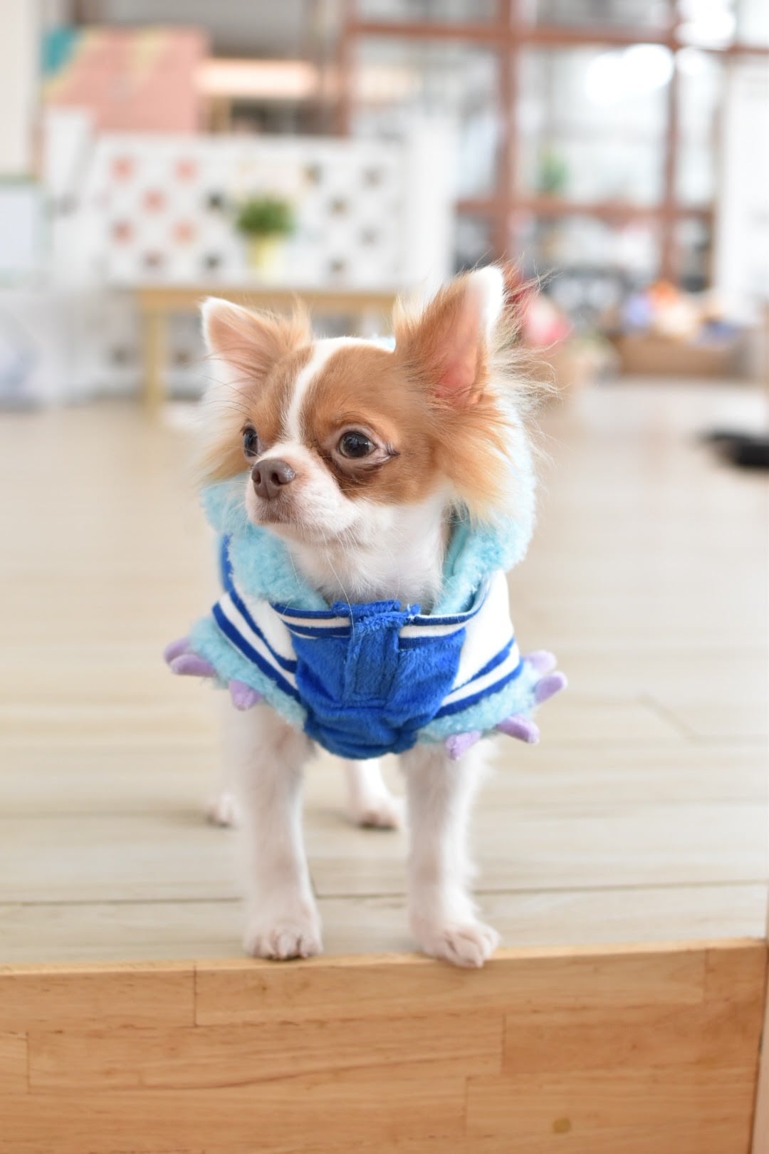 A small dog at Little Dog Club