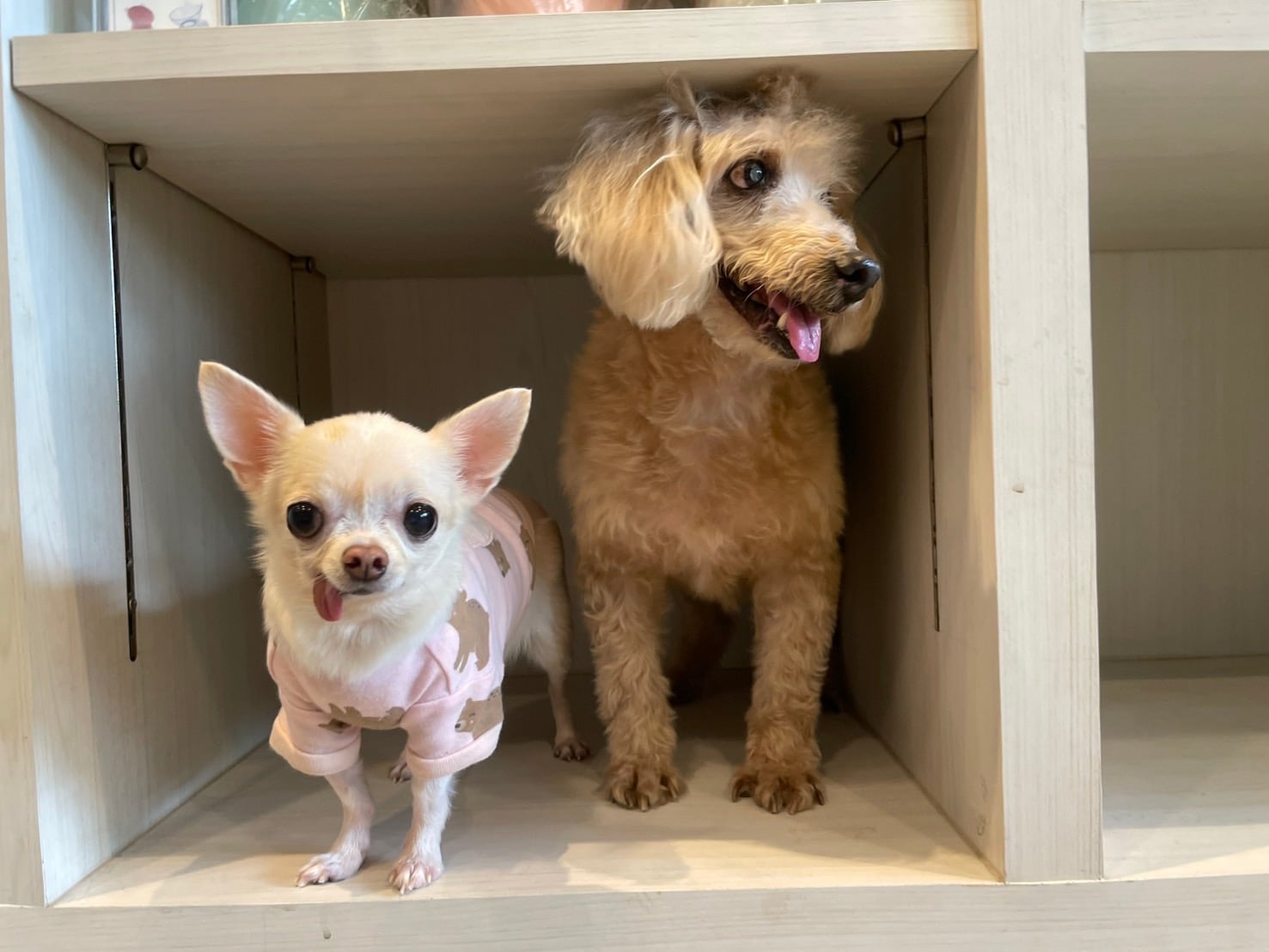 Small dogs in cozy rooms