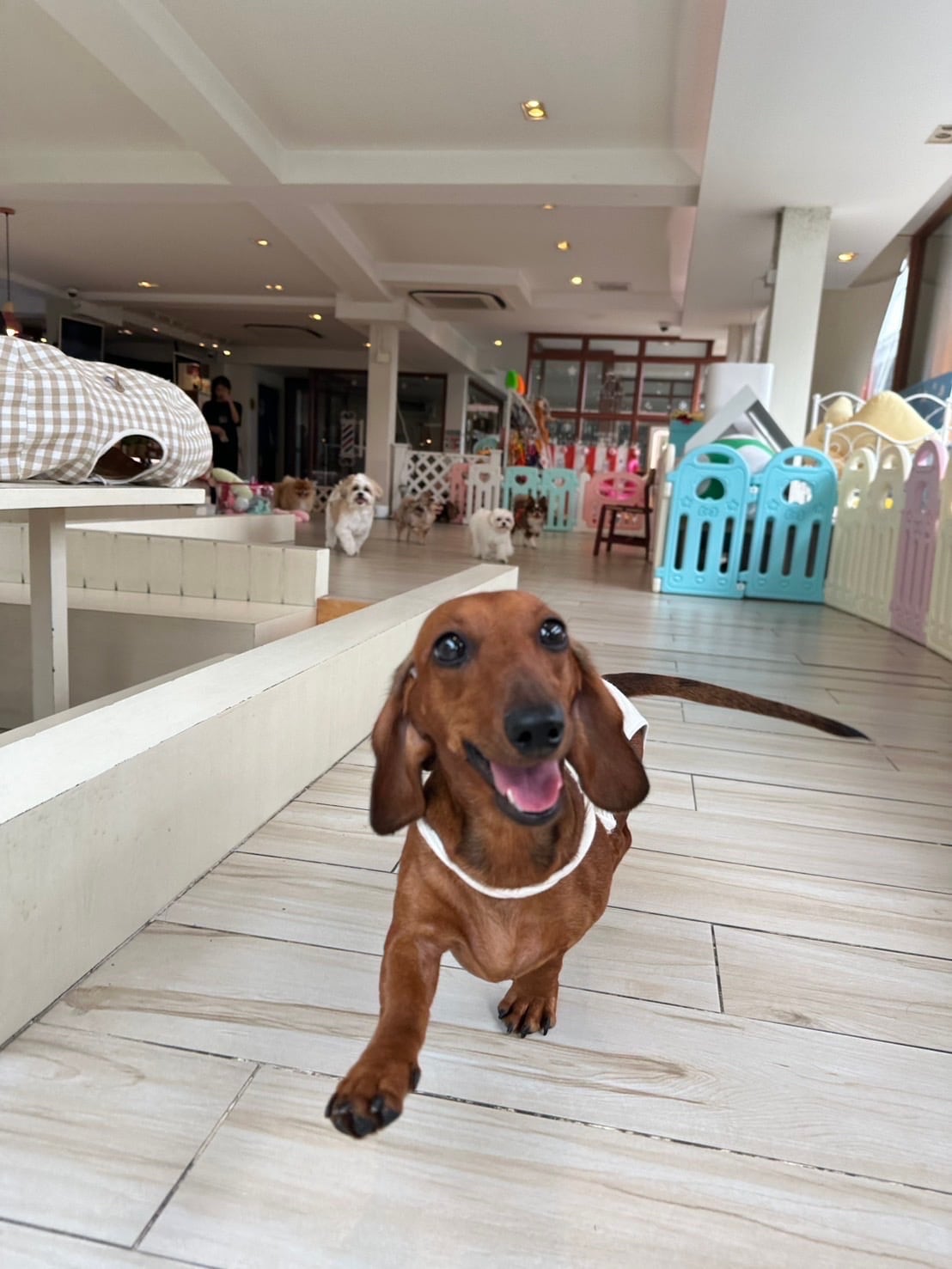 A happy small dog