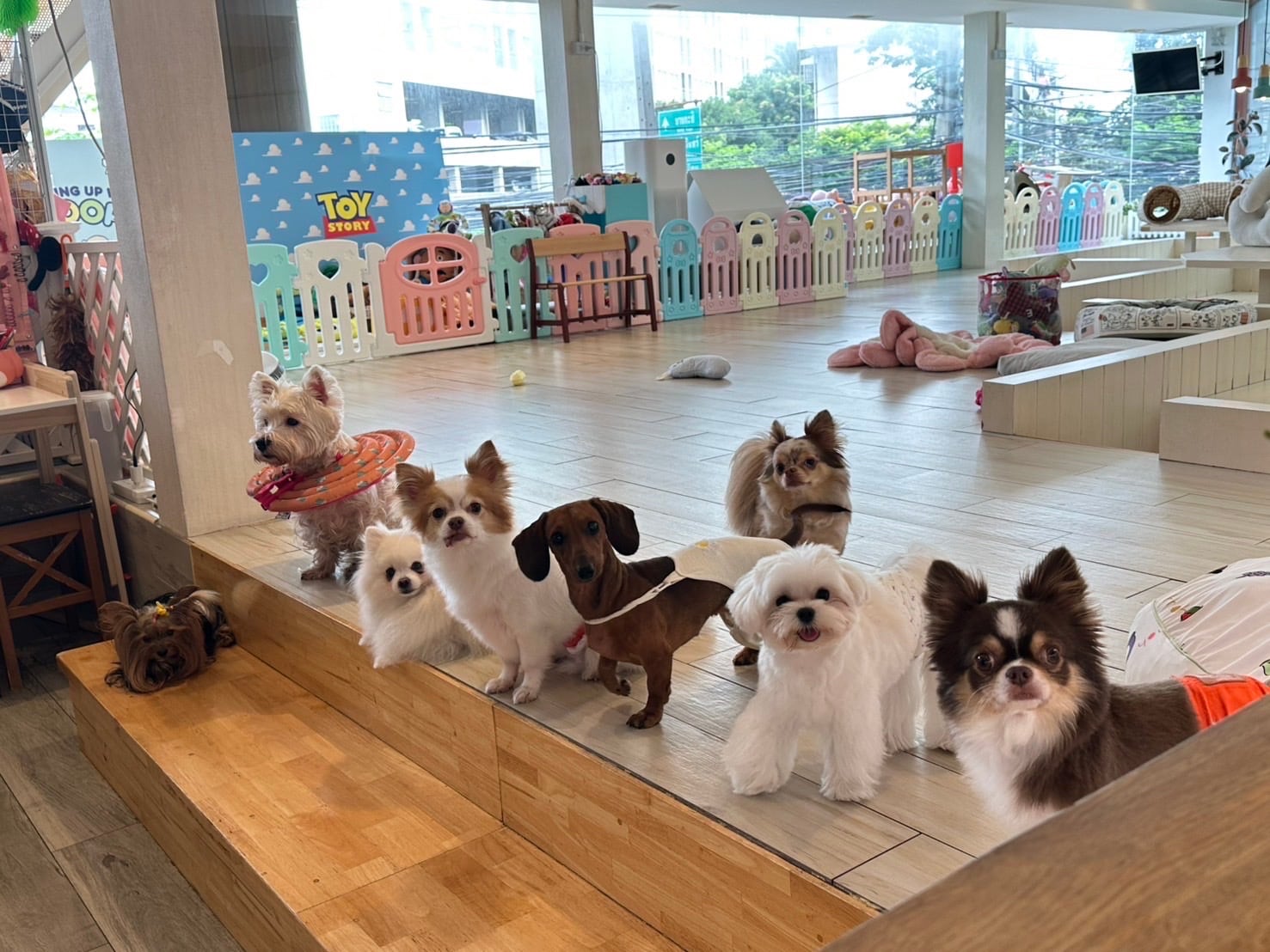 Small dogs playing